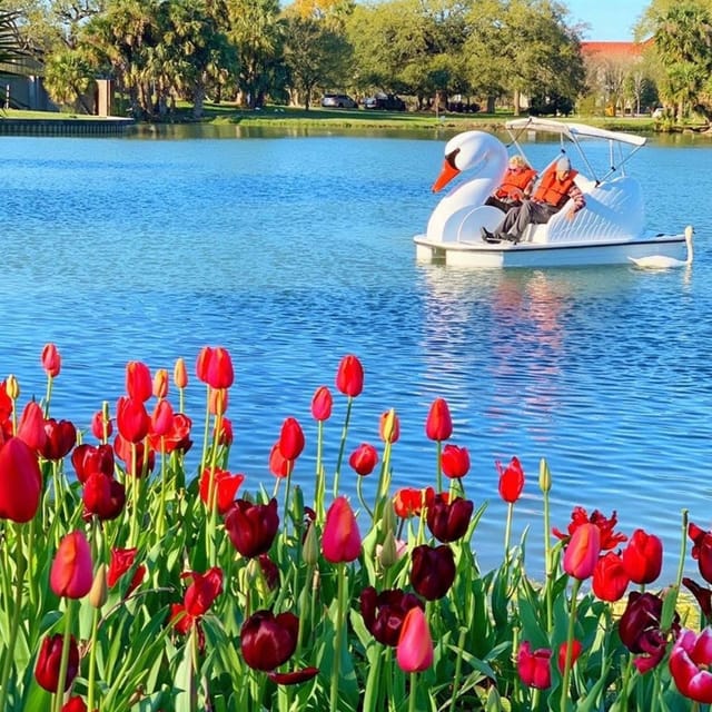 Los Angeles: Swan Boats Rental - Photo 1 of 10